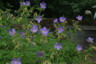 Geranium 'Nimbus' bestellen